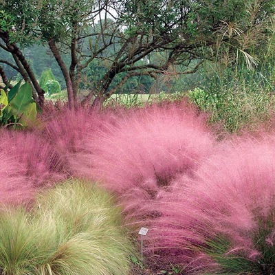 花镜粉黛乱子草耐热耐寒