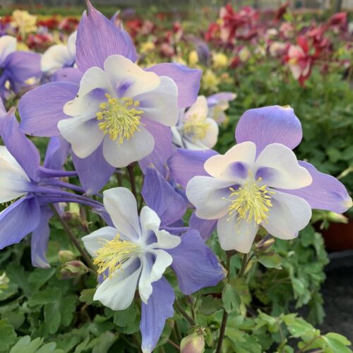 大花耧斗菜 盆栽 多年生阳台庭院耐阴花卉耐寒植物好养花期长