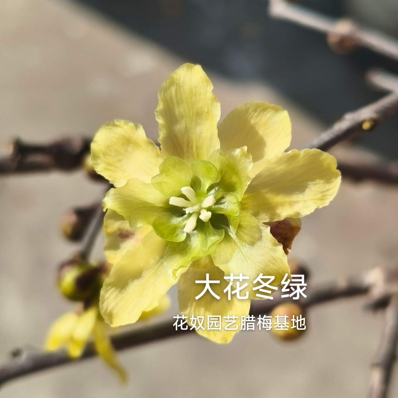 矮桩大花冬绿腊梅花树苗盆栽