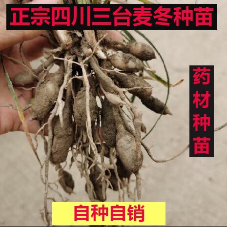 自种自销四川绵阳三台涪城中药材麦冬种苗 药用麦冬苗图片