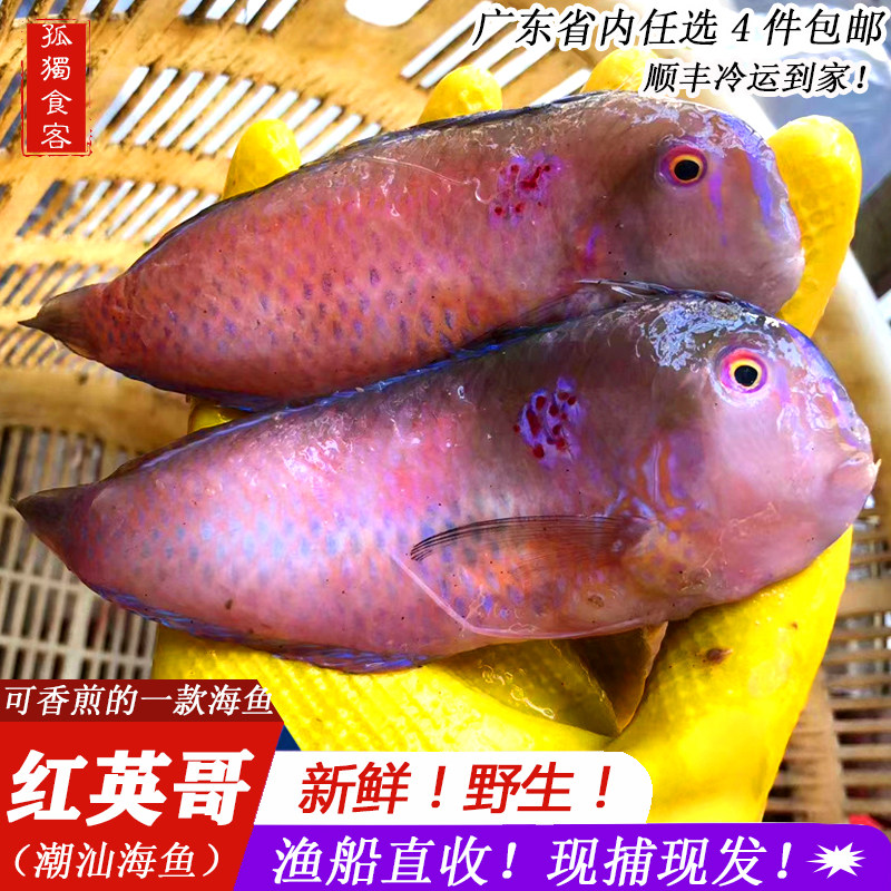 鹦哥鱼 新鲜蓝猪齿鱼 隆头鱼香煎红莺歌 英哥鱼鲜活海鲜深海鱼类