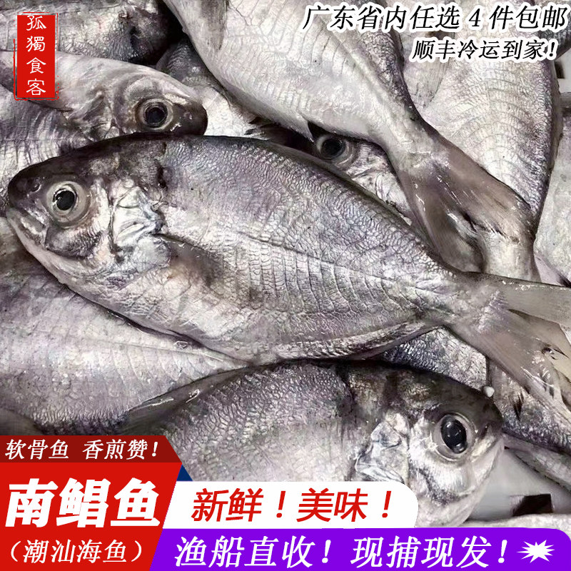 海捕银肉鲳鱼新鲜平鱼扁鱼鲜活海鲜水产南鲳蛋鲳昌鱼深海刺鲳500g