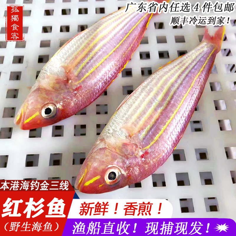 潮州海鲜水产海鱼新鲜金线鱼冰鲜海鱼红杉鱼红三黄线金线海钓