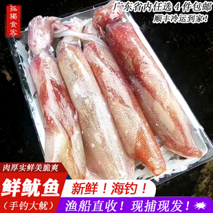 海钓大号鱿鱼筒新鲜活海鲜乌贼新鲜笔管鱼海兔子目鱼仔1斤4个左右