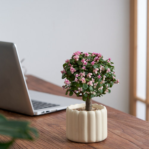 花开富贵金枝玉叶棒棒糖大老桩多肉植物盆栽室内花卉开花绿植摆件