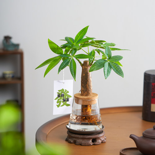 水培发财树植物室内客厅四季常青花卉办公室桌面净化绿植空气好养