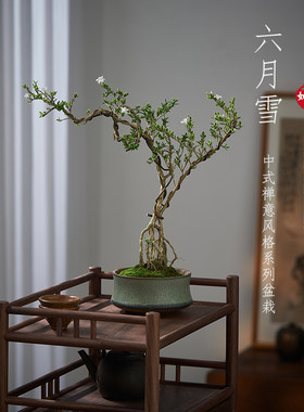 六月雪真盆景室内悬崖式植物造型摆件中式茶室阳台绿植花卉盆栽