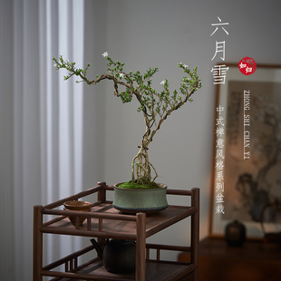 六月雪真盆景室内悬崖式 茶室阳台绿植花卉盆栽 植物造型摆件中式