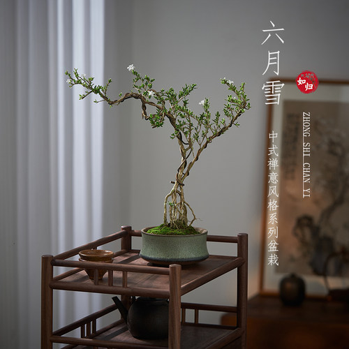 六月雪真盆景室内悬崖式植物造型摆件中式茶室阳台绿植花卉盆栽