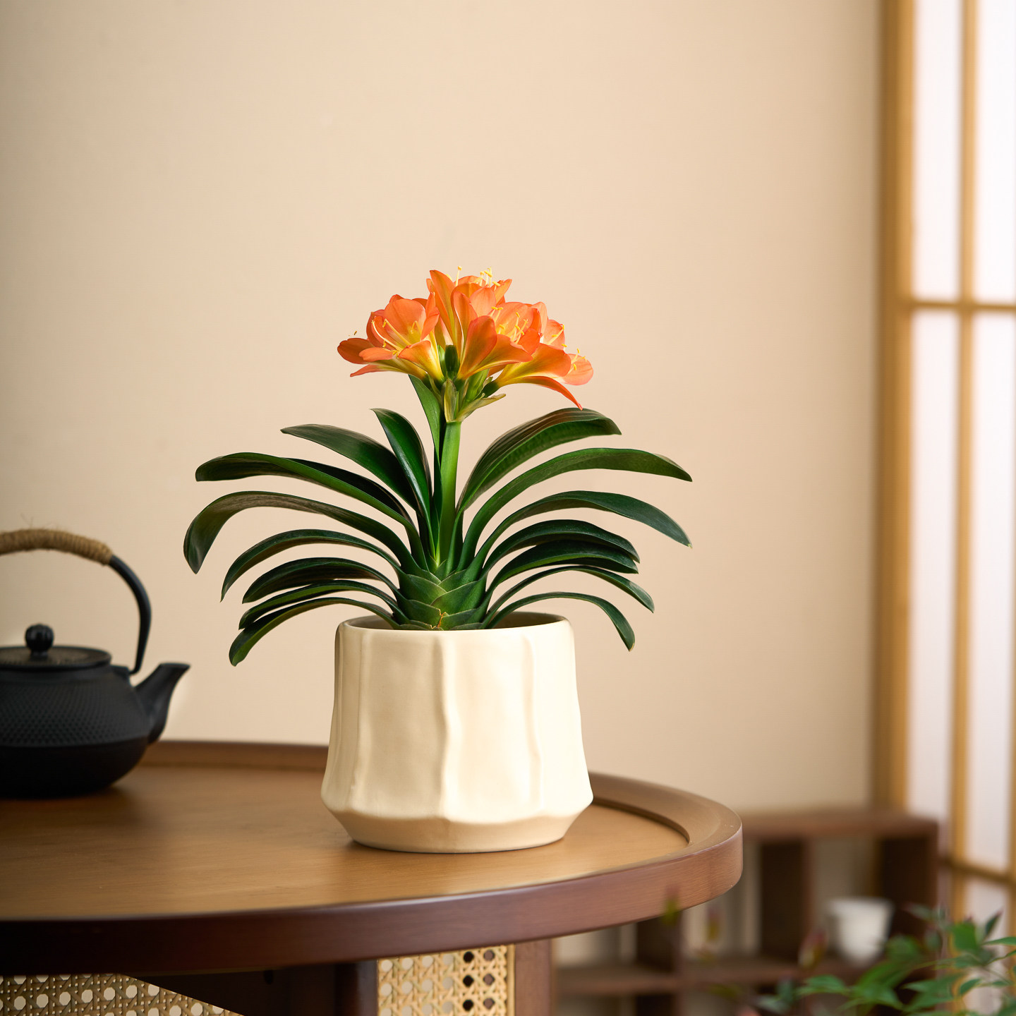 君子兰盆栽室内客厅办公室桌面绿植花卉植物送老师四季常青好养活,鲜花速递/花卉仿真/绿植园艺,国兰/杂交兰/洋兰类,淘宝优惠券,粉丝福利购,淘宝优惠卷