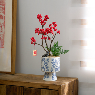 北美冬青年宵花盆栽带红果鲜切树苗春节送礼室内玄关客厅盆景摆件