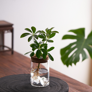 水培植物春羽铁树吉利红盆栽办公室内趣味花卉四季常青净化空气