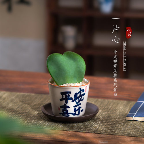 心心相印球兰仙人掌桌面小摆件