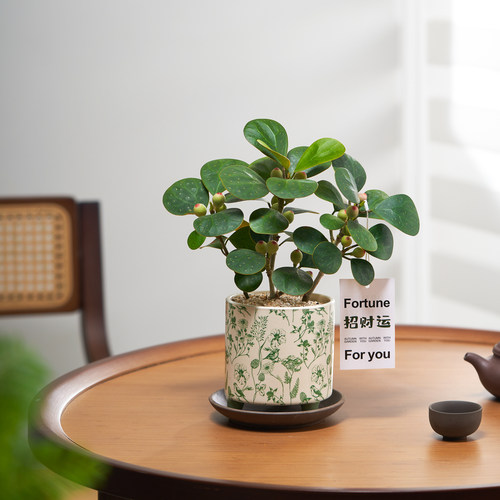 小盼菩提菩提树带果禅意盆栽植物客厅绿植室内花卉办公室桌面好养