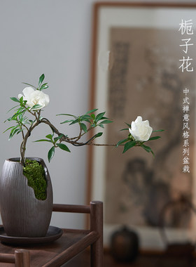 小叶栀子花植物室内好养悬崖式