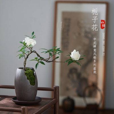 小叶栀子花植物室内好养悬崖式