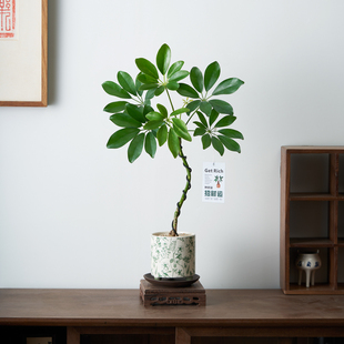 造型鸭脚木盆栽中式招财植物净化空气办公室内桌面绿植客厅摆件