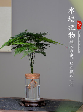 文竹水培植物绿植办公桌室内