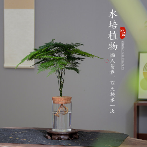 文竹水培植物绿植办公桌室内