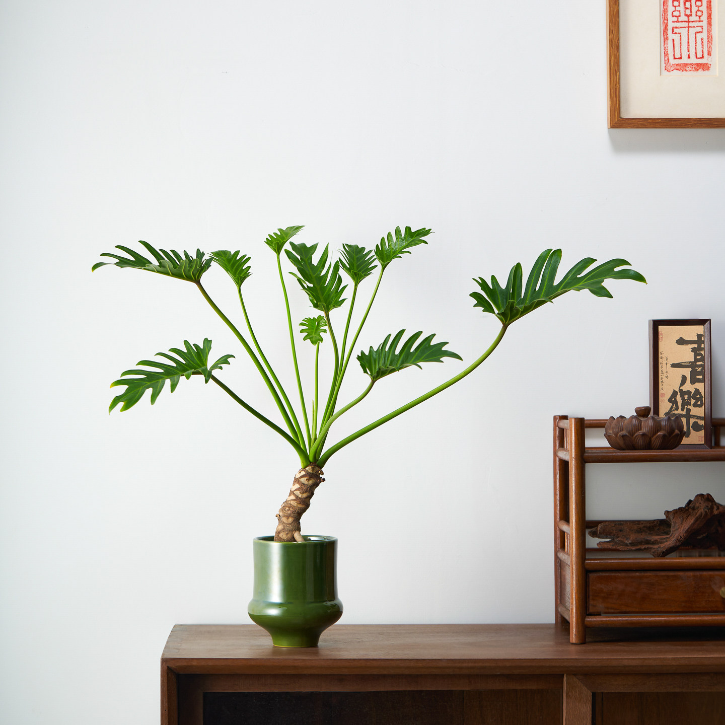 龙鳞小天使盆栽中式禅意办公室内客厅懒人好养绿植四季常青摆件