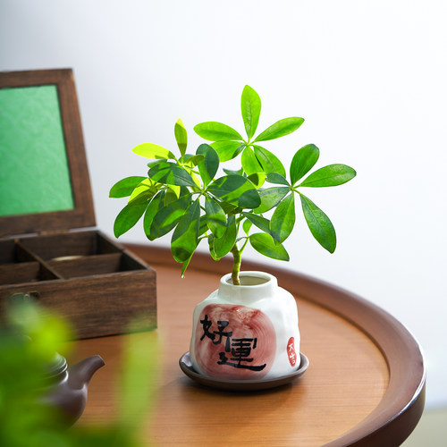 好运水培来财鸭脚木盆栽四季常青植物客厅室内绿植招财花卉四季