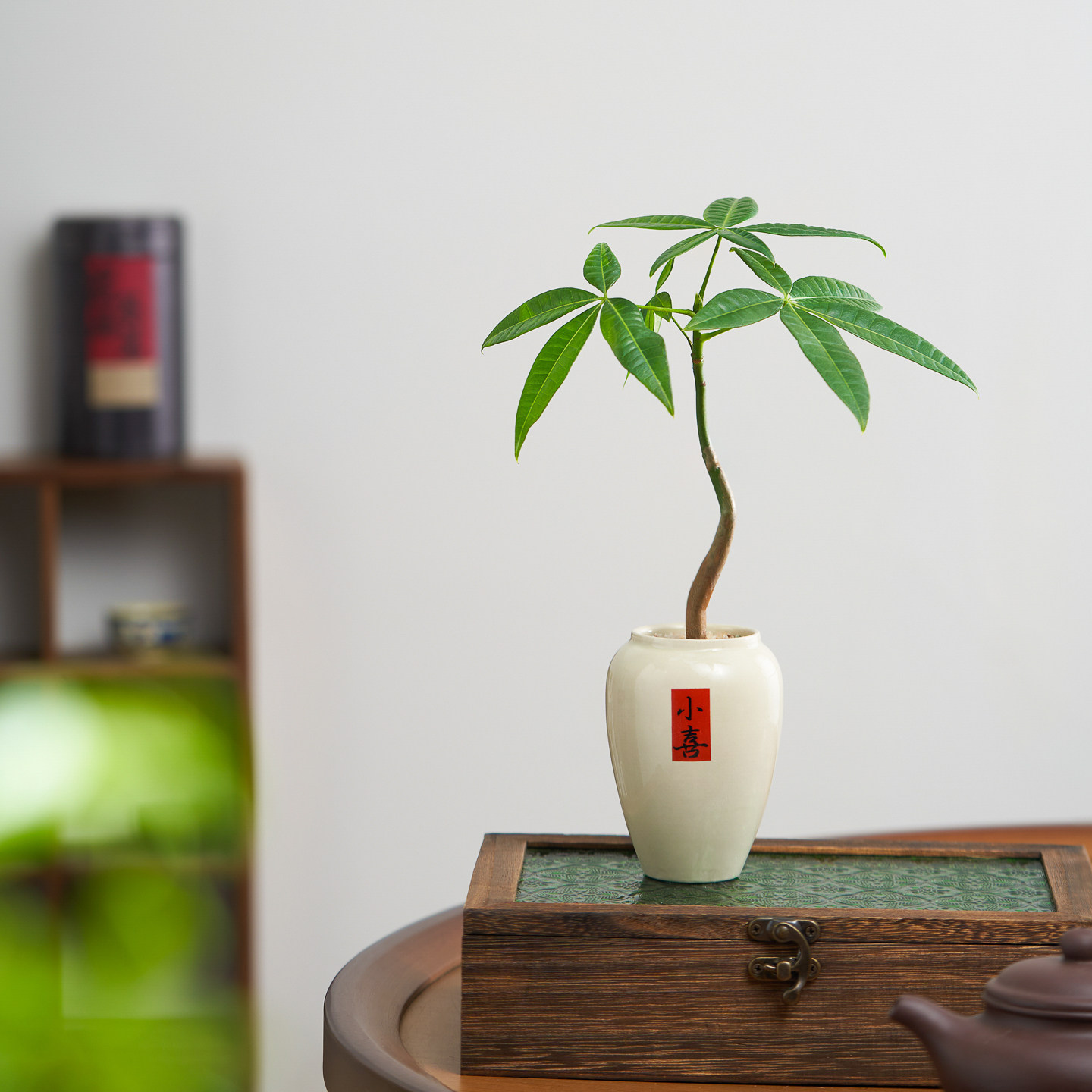 发财树小盆栽室内客厅办公室桌面绿植花卉植物好养活招财摆件