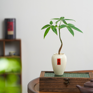 发财树小盆栽室内客厅办公室桌面绿植花卉植物好养活招财摆件