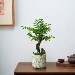 小叶紫檀盆栽黑骨茶办公室内茶几禅意植物四季常青好养桌面摆件