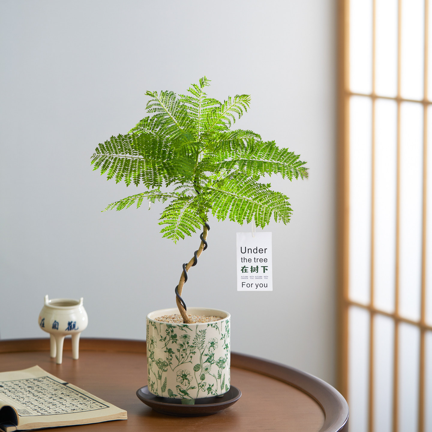 【中式禅意】造型蓝花楹盆栽