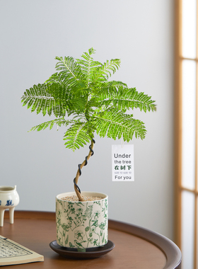 造型蓝花楹禅意盆栽室内客厅办公室桌面绿植花卉植物好养活摆件