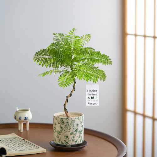 【中式禅意】造型蓝花楹盆栽