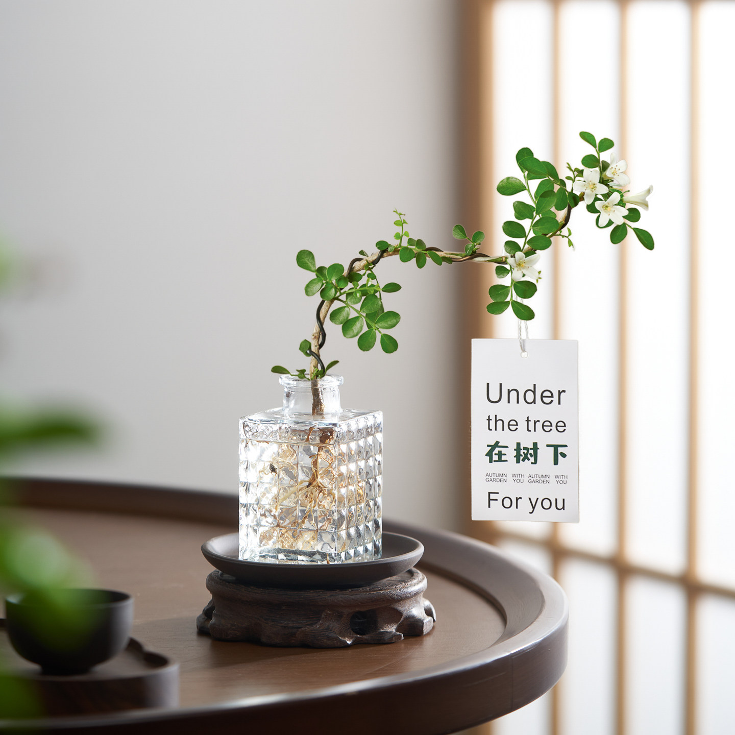 水培九里香造型盆景办公室室内花卉桌面客厅绿植植物