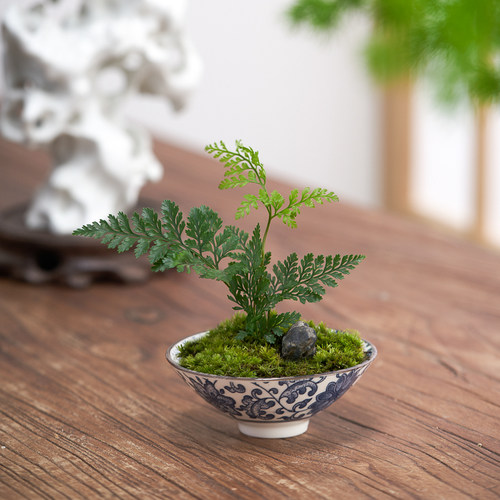 创意狼尾蕨苔藓微景观盆栽桌面成品盆景绿植净化空气懒人好养摆件