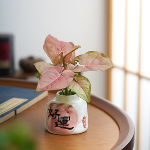 水培粉红恋人合果芋办公室内客厅茶几懒人好养绿植桌面花卉摆件