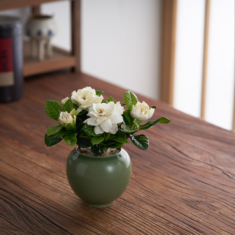 栀子花盆栽花卉带花苞绿植办公室内开花盆景四季好养清香植物摆件,鲜花速递/花卉仿真/绿植园艺,绿植,淘宝优惠券,粉丝福利购,淘宝优惠卷