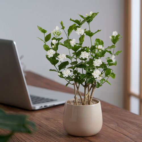 茉莉花小盆栽植物浓香型花卉办公室内客厅桌面好养开花绿植摆件