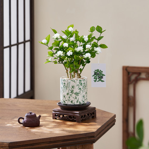 茉莉花盆栽客厅办公室内开花花卉净化空气绿植懒人好养桌面摆件