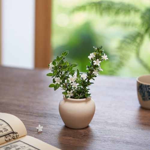 金边六月雪小盆栽办公室内绿植