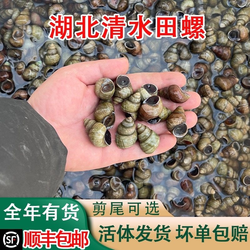 顺丰包邮清水田螺石螺个个精选鲜活无泥无沙包活新鲜螺蛳餐馆批发