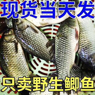 顺丰包邮湖北鲜活土鲫鱼 野河捕捉正宗野鲫鱼 现杀现发真空大板鲫