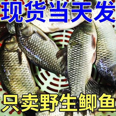 湖北鲜活鲫鱼野河捕捉正宗野鲫鱼