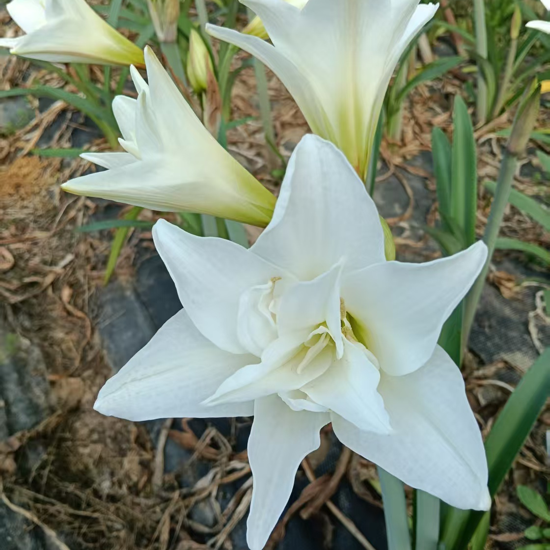 朱顶红荷兰进口重瓣花种球