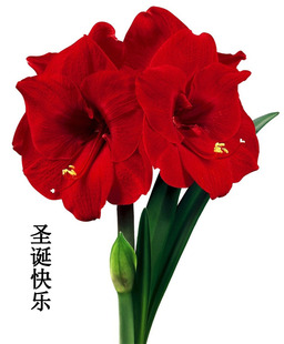 现货重瓣朱顶红进口洋朱品种球根观花植物盆栽花卉 滑稽演员