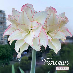 现货重瓣朱顶红进口洋朱品种球根观花植物盆栽花卉（ 滑稽演员 ）