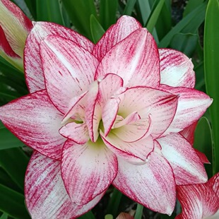 朱顶红直播间一物一拍