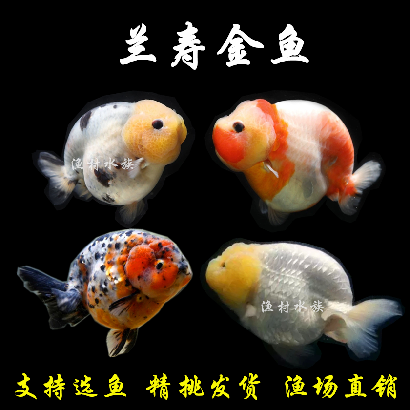 精品兰寿金鱼z小鱼苗奶牛重墨黑玉兔活体观赏鱼冷水淡水好养耐活