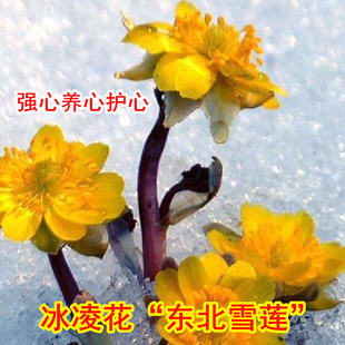 东北野生冰凌花晒干新货50克雪莲干花养心强心护心可泡茶泡水泡酒