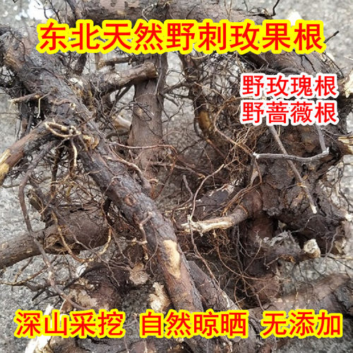野生刺玫果根蔷薇根玫瑰根