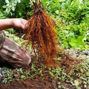 原始森林正宗红毛中药材红茅地道鸿毛新鲜晒干养生煲汤保健泡酒料