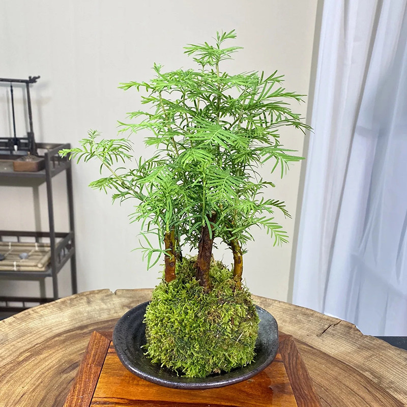 水杉苔藓水培室内好养绿植
